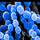 A cluster of round, blue bacteria under a microscope, shown against a dark background. The bacteria appear as tightly packed spheres.