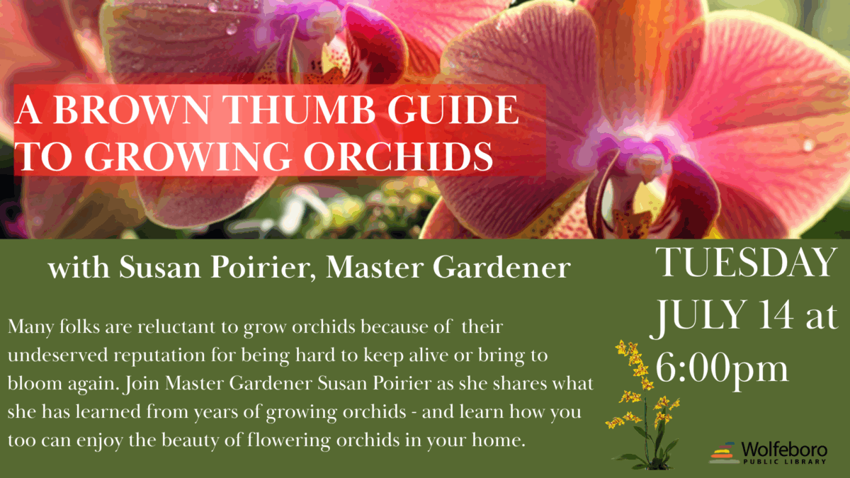 growing orchids